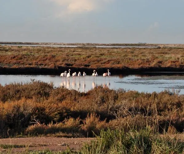 Camping Salines
